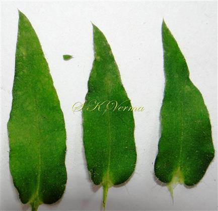  Leaves